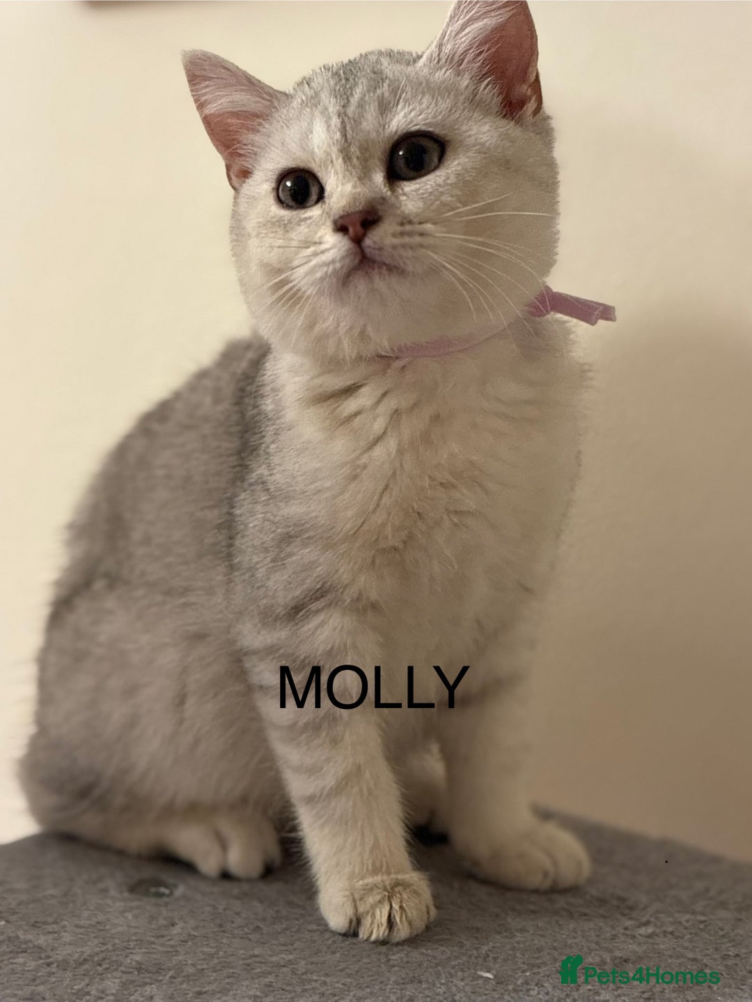 British Shorthair cats for sale: Pedigree|Champion Lines|GCCF Registered| - Image 15