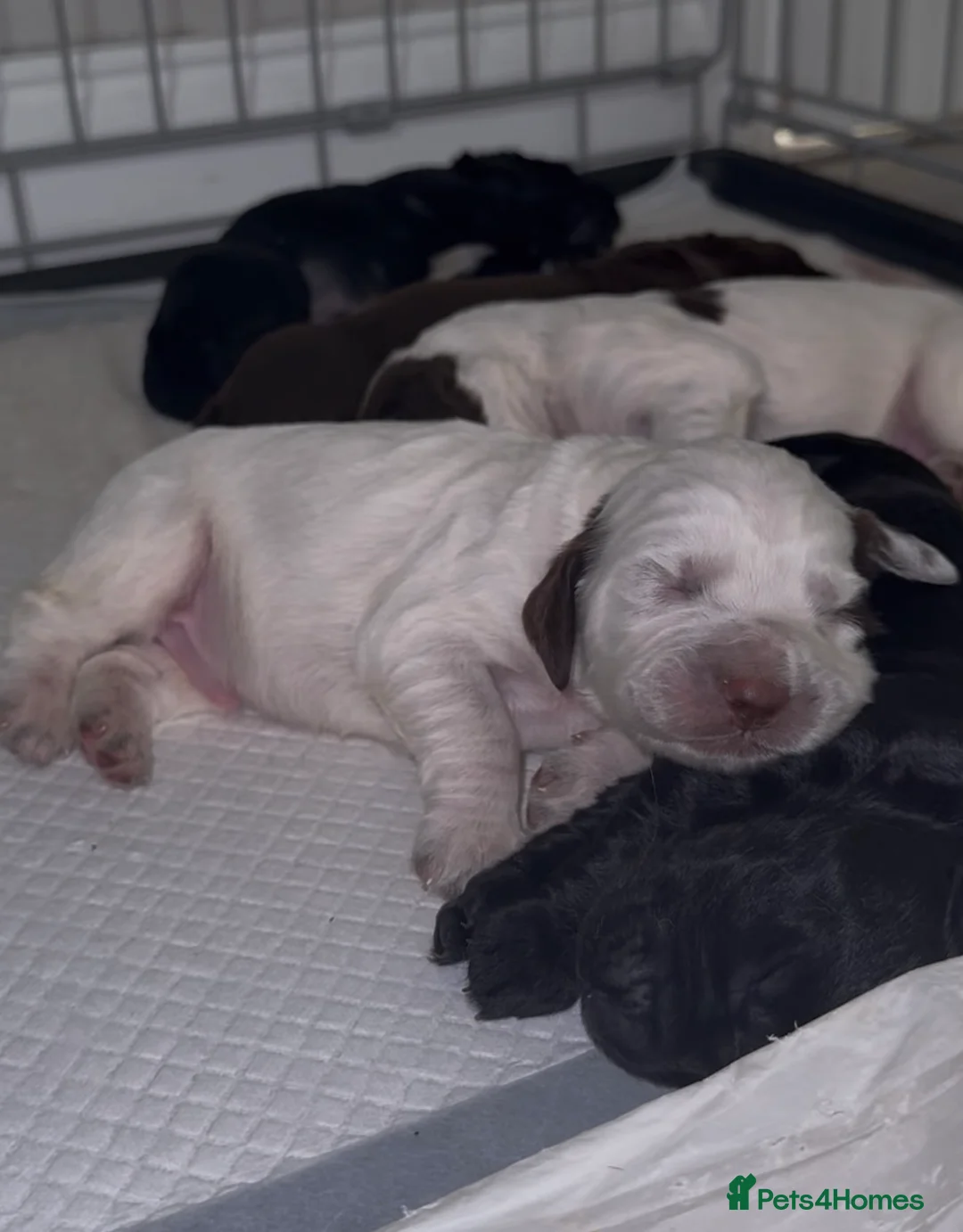 Cocker Spaniel dogs for sale: 9 Week Old - Boy Working Cocker Spaniel  - Advert 6