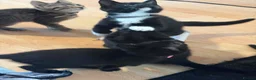 British Longhair cats for sale: Cuddles required  in Dursley - Advert 2