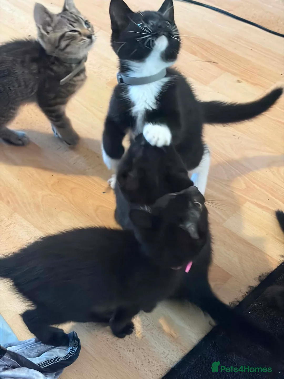 British Longhair cats for sale: Cuddles required  in Dursley - Advert 2