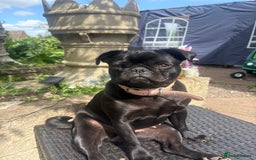 Pug dogs for sale: Beautiful pug sadly for sale - Image 2