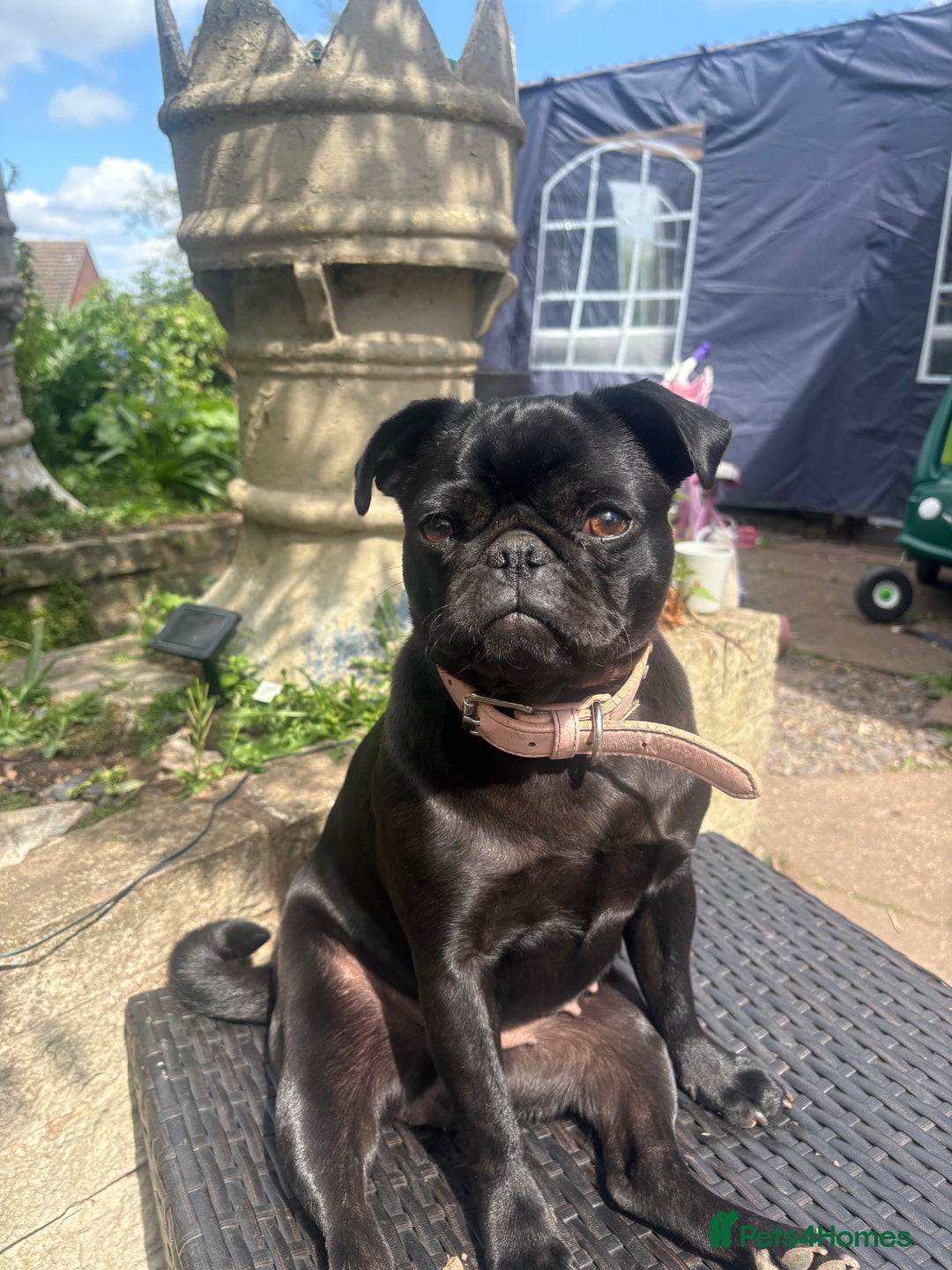 Pug dogs for sale: Beautiful pug sadly for sale - Image 2