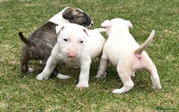 English Bull Terrier dogs for sale: Ready to leave !!! champion bloodlines kc reg - Image 27