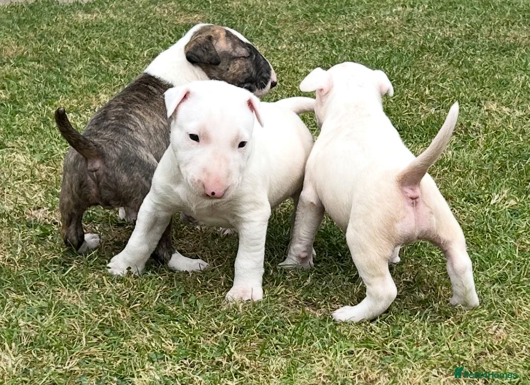 English Bull Terrier dogs for sale: Ready to leave !!! champion bloodlines kc reg - Image 27