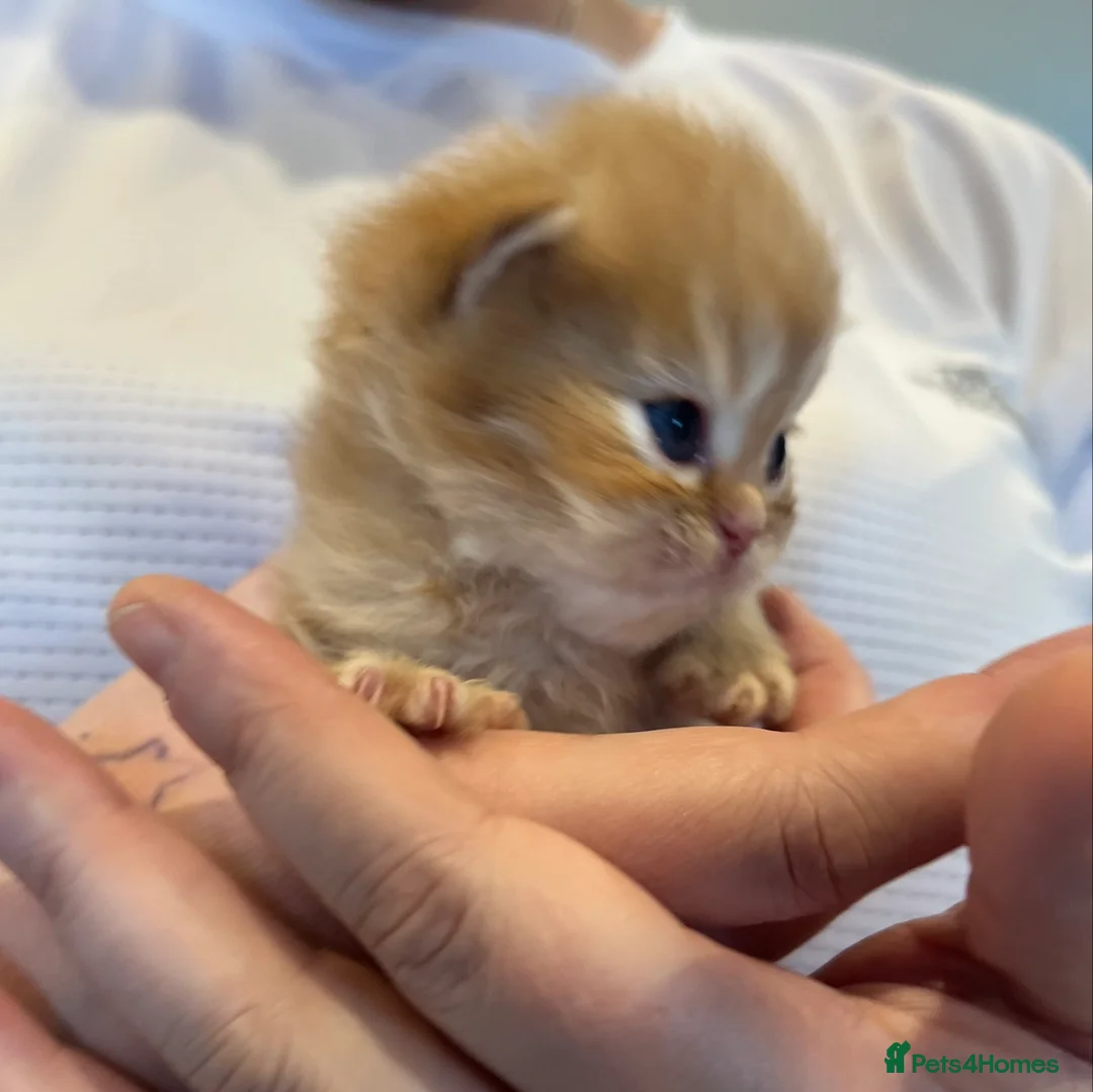 Persian cats for sale: *Last 2* Gorgeous litter of Persians  - Advert 20