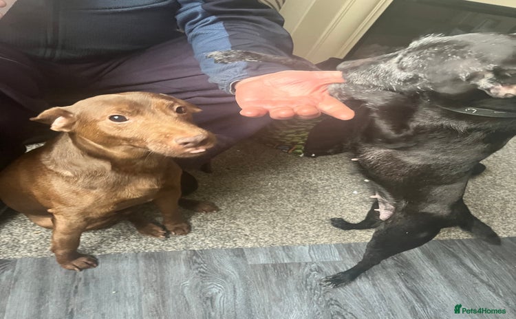 Patterdale Terrier dogs - Advert 8