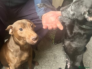 Patterdale Terrier dogs Sweet patterdales for sale due to bereavement - Advert 2