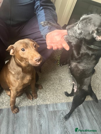 Patterdale Terrier dogs - Advert 8