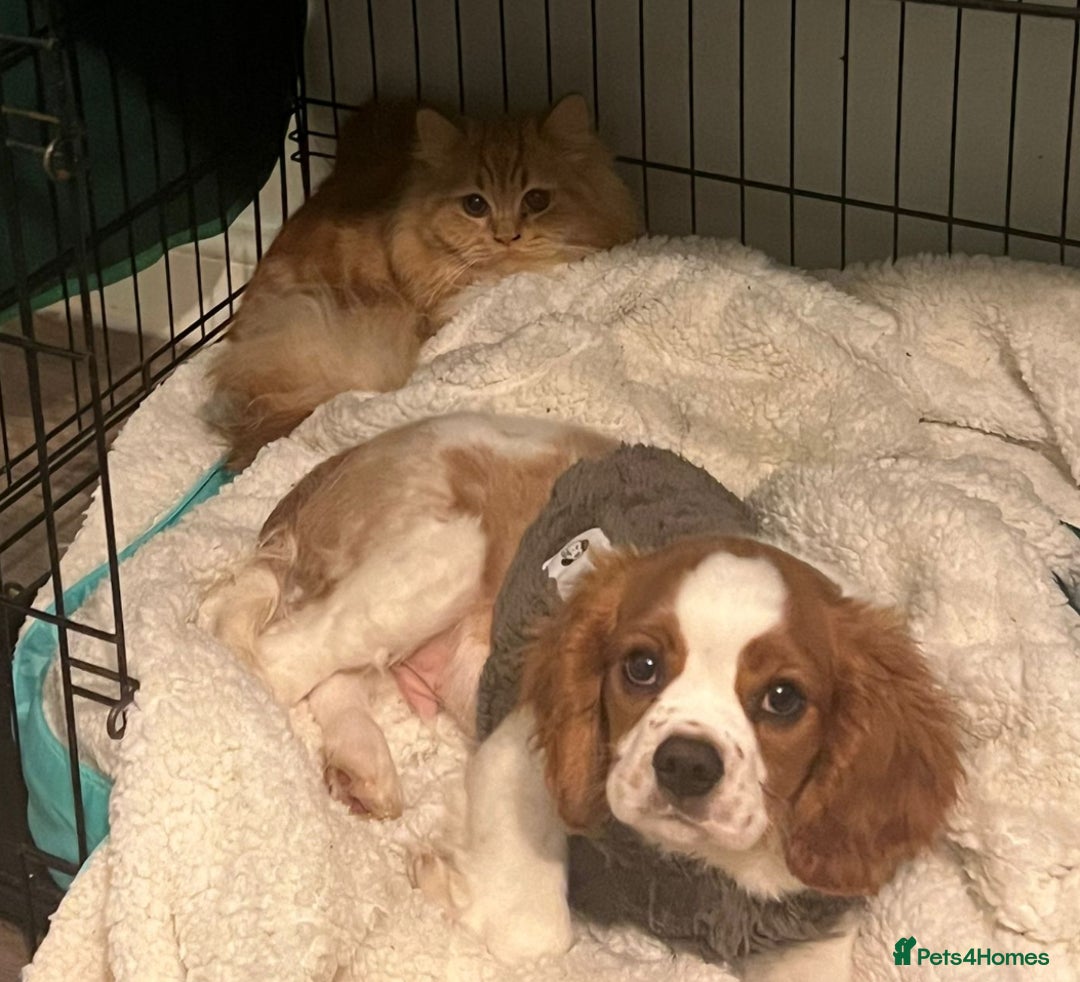 Cavalier King Charles Spaniel dogs for sale: Male cavalier King Charles spaniel puppy - Advert 2