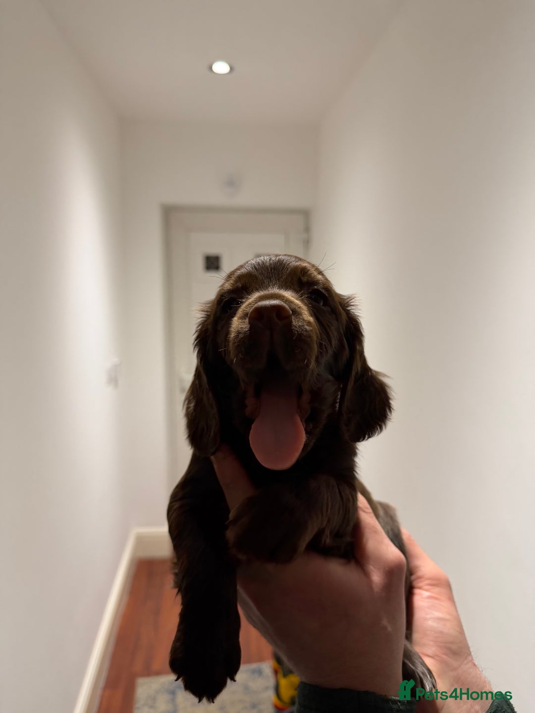 Cocker Spaniel dogs for sale: KC Registered Working Cocker Spaniels  - Advert 19