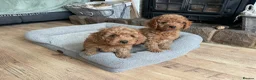 Cockapoo dogs for sale: F2B COCKAPOO PUPPIES  - Advert 2