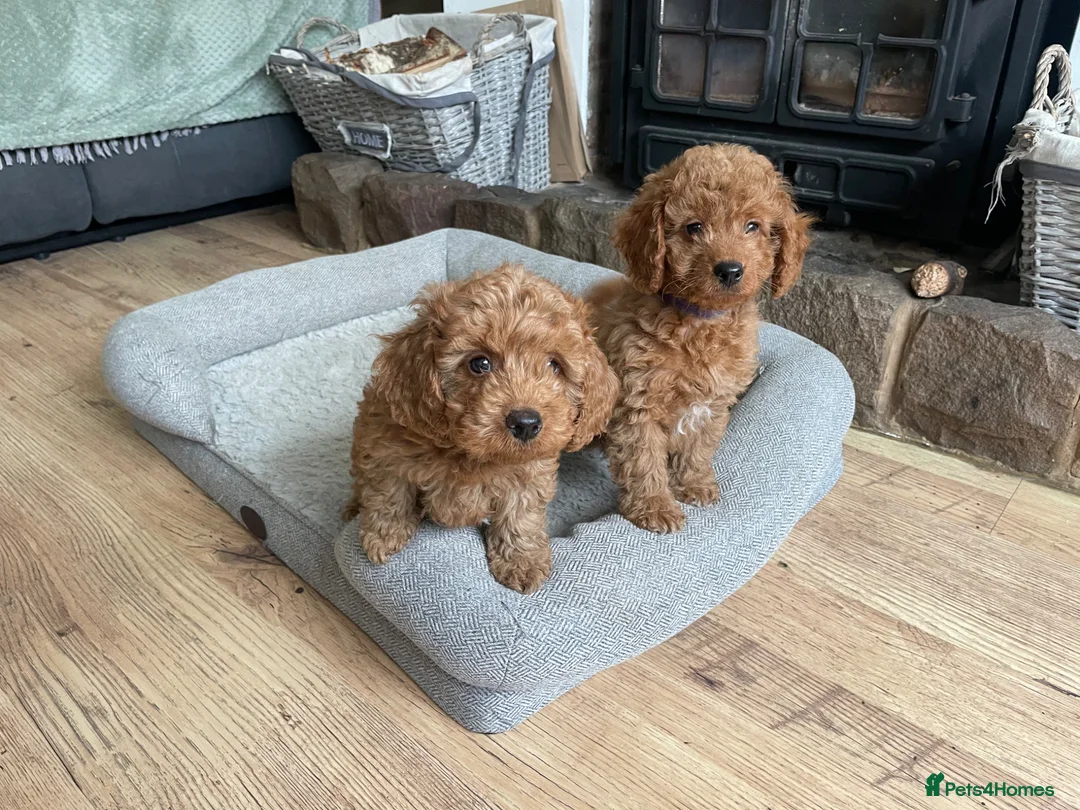 Cockapoo dogs for sale: F2B COCKAPOO PUPPIES  - Advert 2