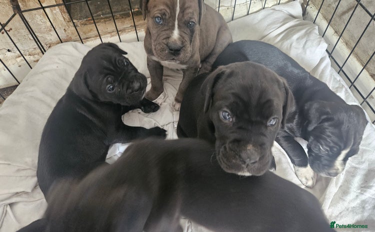 Cane Corso dogs - Advert 9