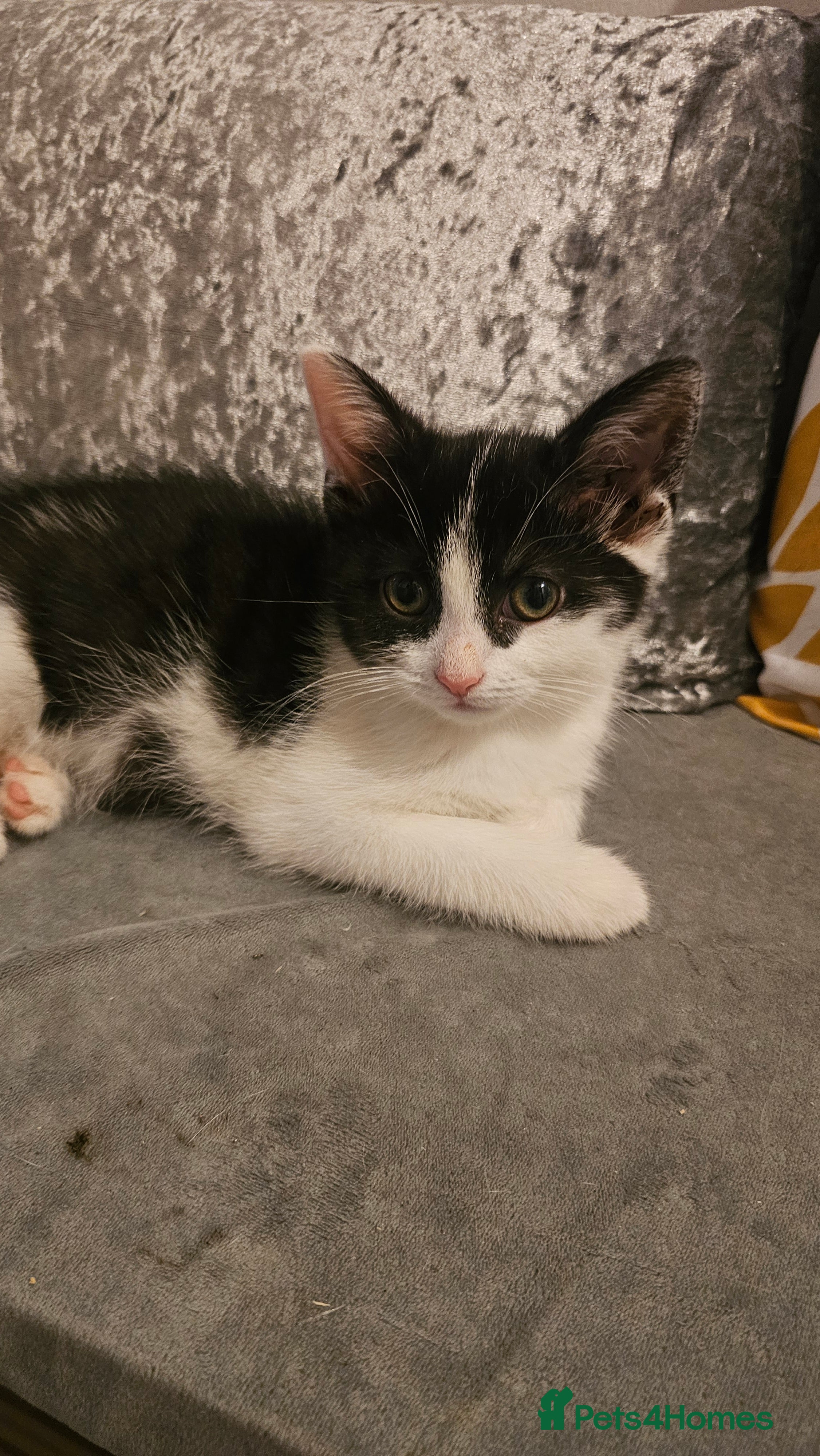 Mixed Breed cats 1 kitten left 😸  - Advert 2