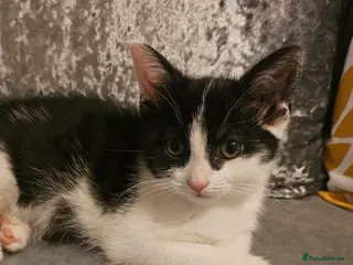 Mixed Breed cats 1 kitten left 😸 - Advert 2
