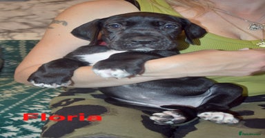 Great Dane dogs in Bathgate - Advert 1