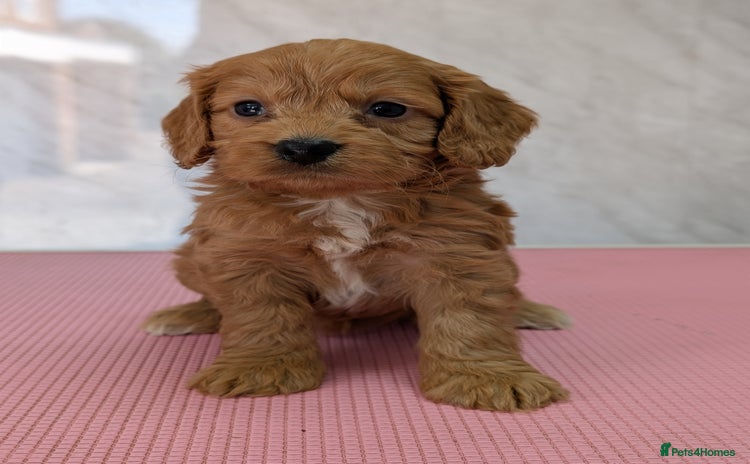 Cockapoo dogs - Advert 4