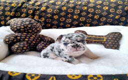 French Bulldog dogs for sale: French bulldog , merle, platinum, fluffy carriers. - Image 11