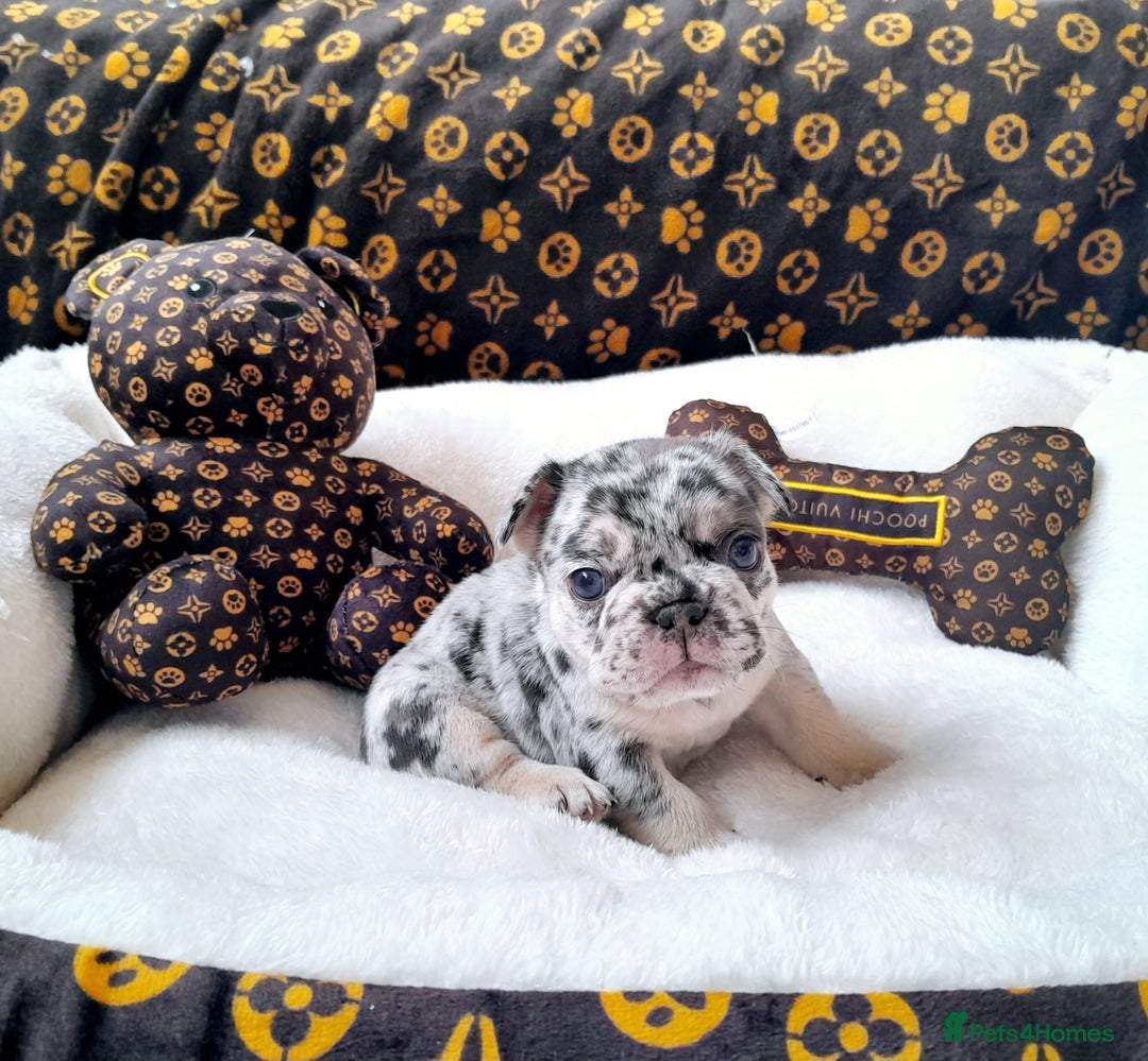 French Bulldog dogs for sale: French bulldog , merle, platinum, fluffy carriers. - Image 11