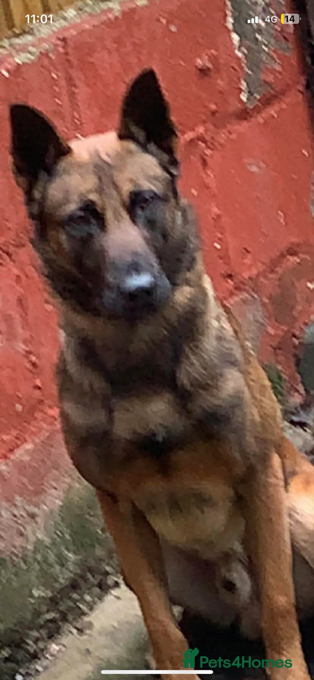 Belgian Shepherd Dog dogs for sale: Zeus  in Dewsbury - Advert 2