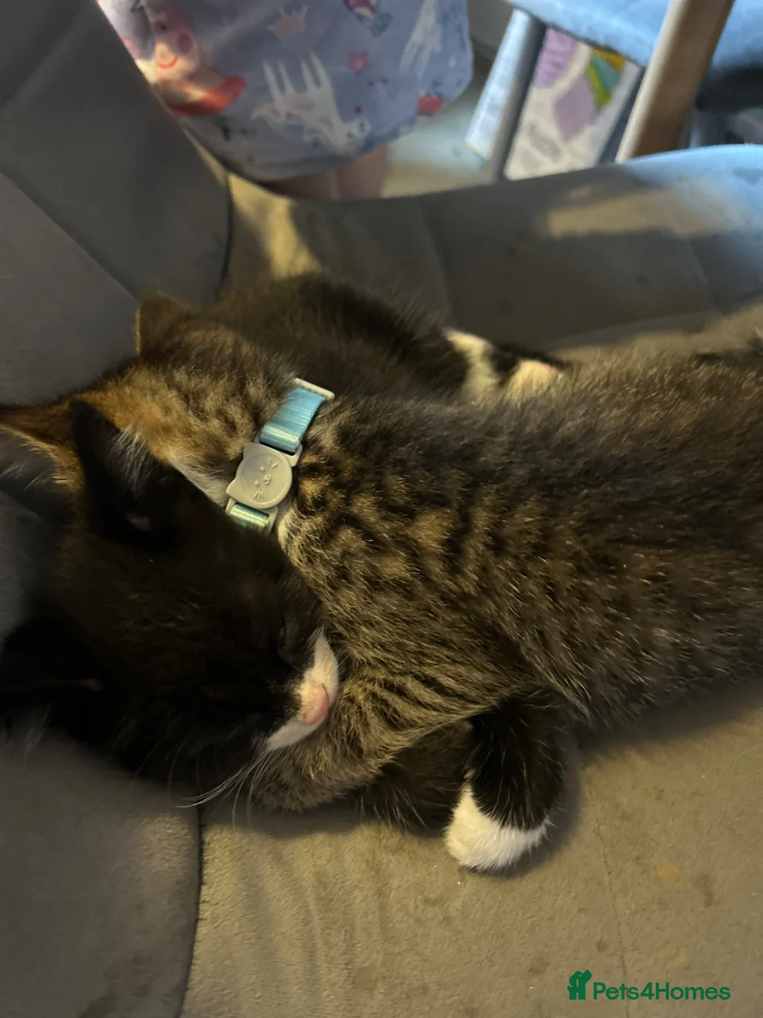 Mixed Breed cats for sale: Brother cats  - Advert 1