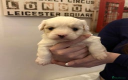 Mixed Breed dogs for sale:  Healthy Cavapoo x French Velvet Bulldog Puppies - Image 4