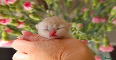 British Shorthair cats - Advert 11