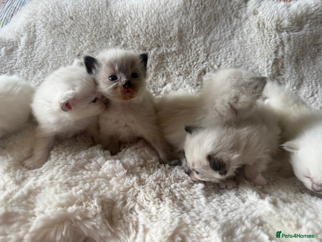 Ragdoll cats for sale: Beautiful litter of Ragdoll baby’s!  - Image 13