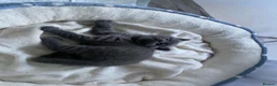 British Shorthair cats for sale: Beautiful British Shorthair Kittens  - Advert 3