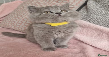 British Shorthair cats - Advert 1
