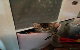 Mixed Breed cats for sale: Mixed breed kittens  - Image 3