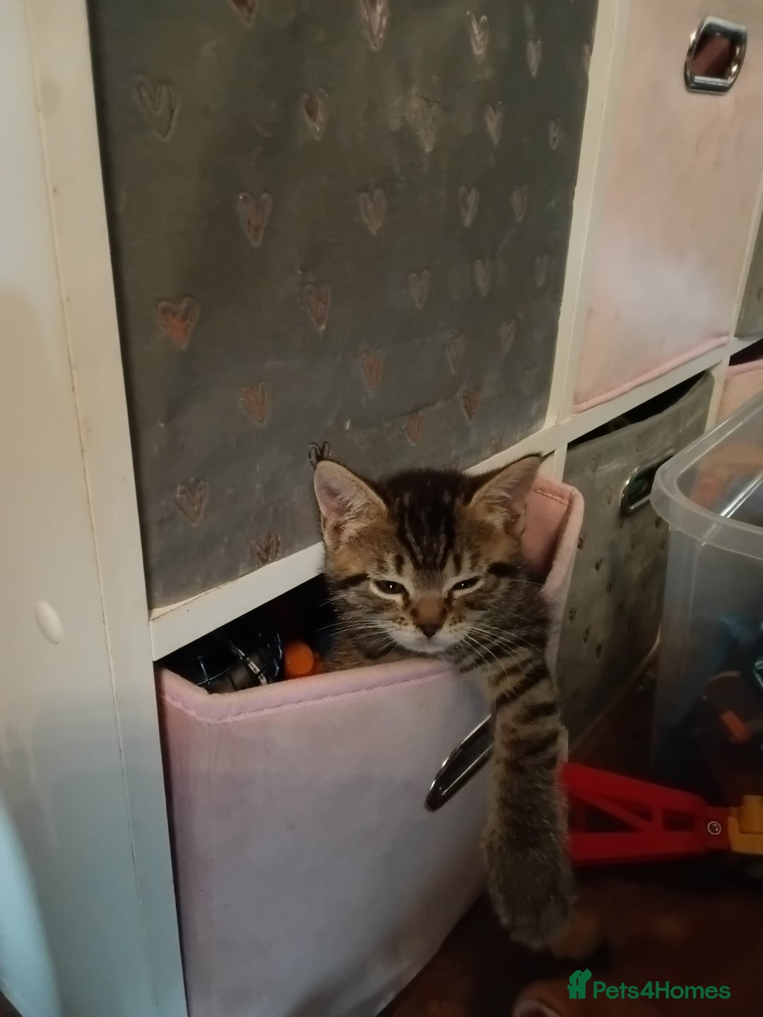 Mixed Breed cats for sale: Mixed breed kittens  - Image 3