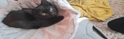 Mixed Breed cats for sale: Kitten - Advert 10
