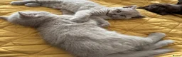British Shorthair cats for sale: British shorthair kittens  - Advert 11