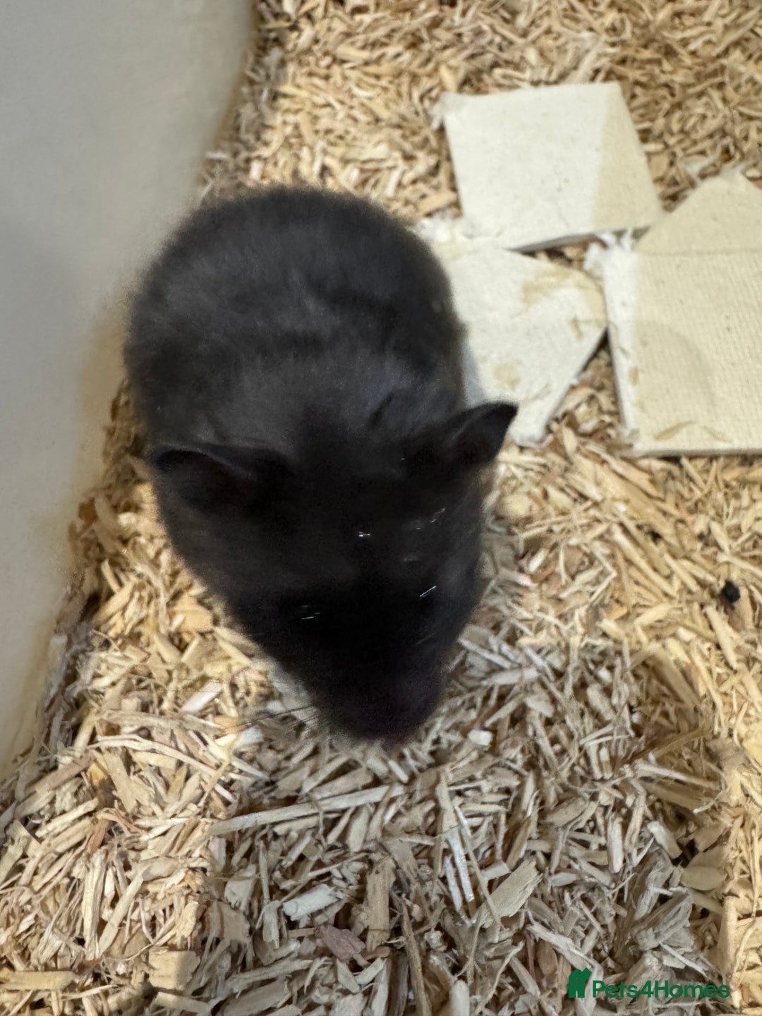 Hamster rodents for sale: 3 female hamsters available  - Advert 5