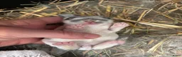 Mini Lop rabbits for sale: Pure Breed Mini Lop Butterfly new born bunnies  - Advert 7