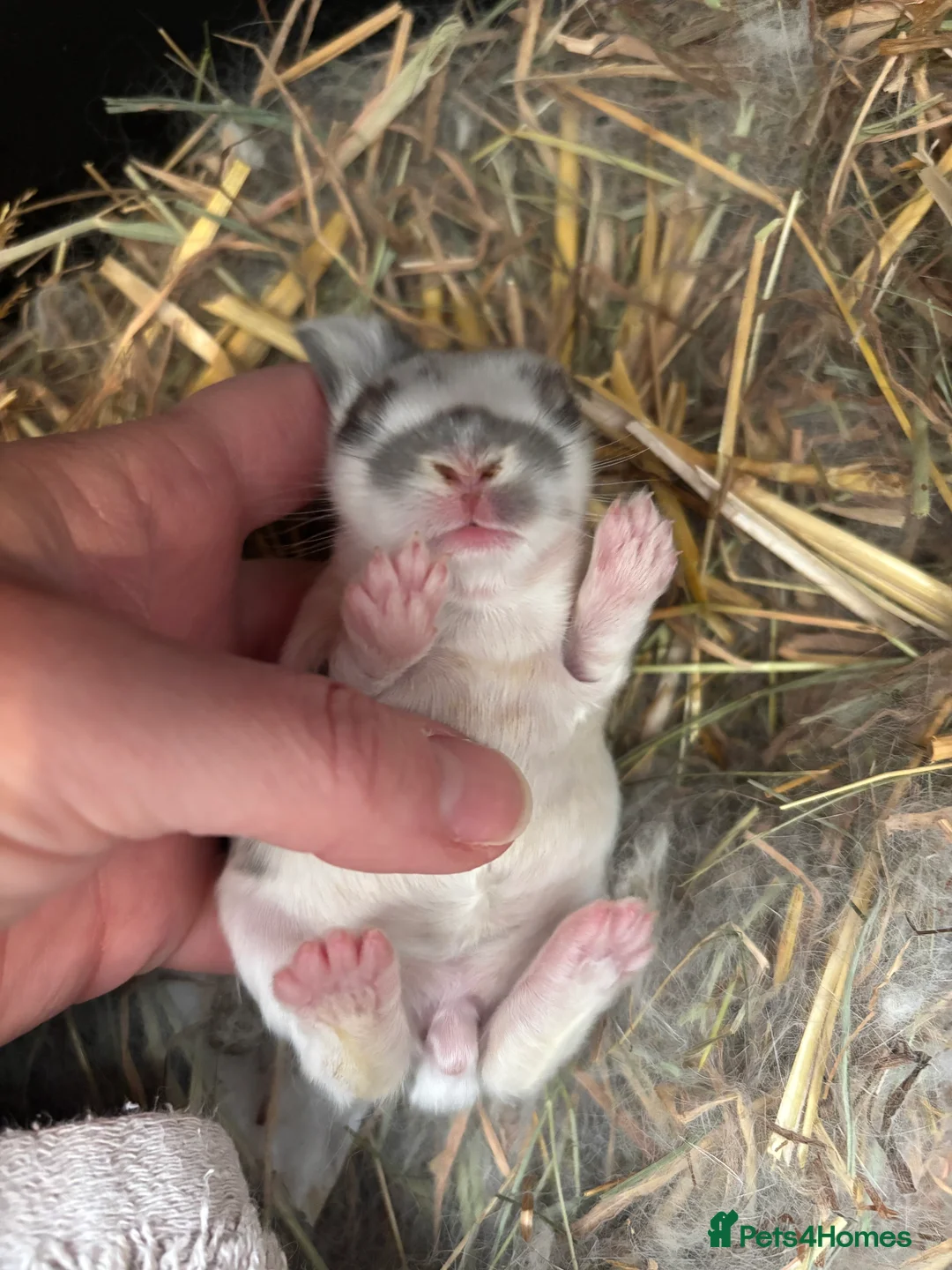 Mini Lop rabbits for sale: Pure Breed Mini Lop Butterfly new born bunnies  - Advert 7