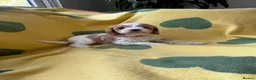 Cavapoo dogs for sale: Cavapoo’s extensively health tested rare colours  - Advert 5
