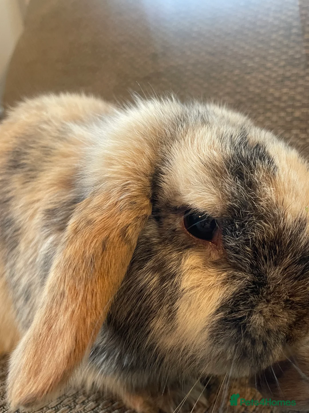 Mini Lop rabbits for sale: Mini Lop rabbits  - Advert 5