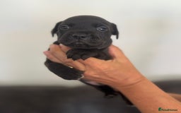 Staffordshire Bull Terrier dogs for sale: Staffordshire bull terrier pups - Image 2
