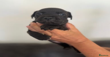 Staffordshire Bull Terrier dogs - Advert 8