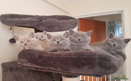 British Shorthair cats for stud: BIG BLUE BEAUTIFUL STUD GCCF AND TICA REGISTERED  in Derby - Image 10