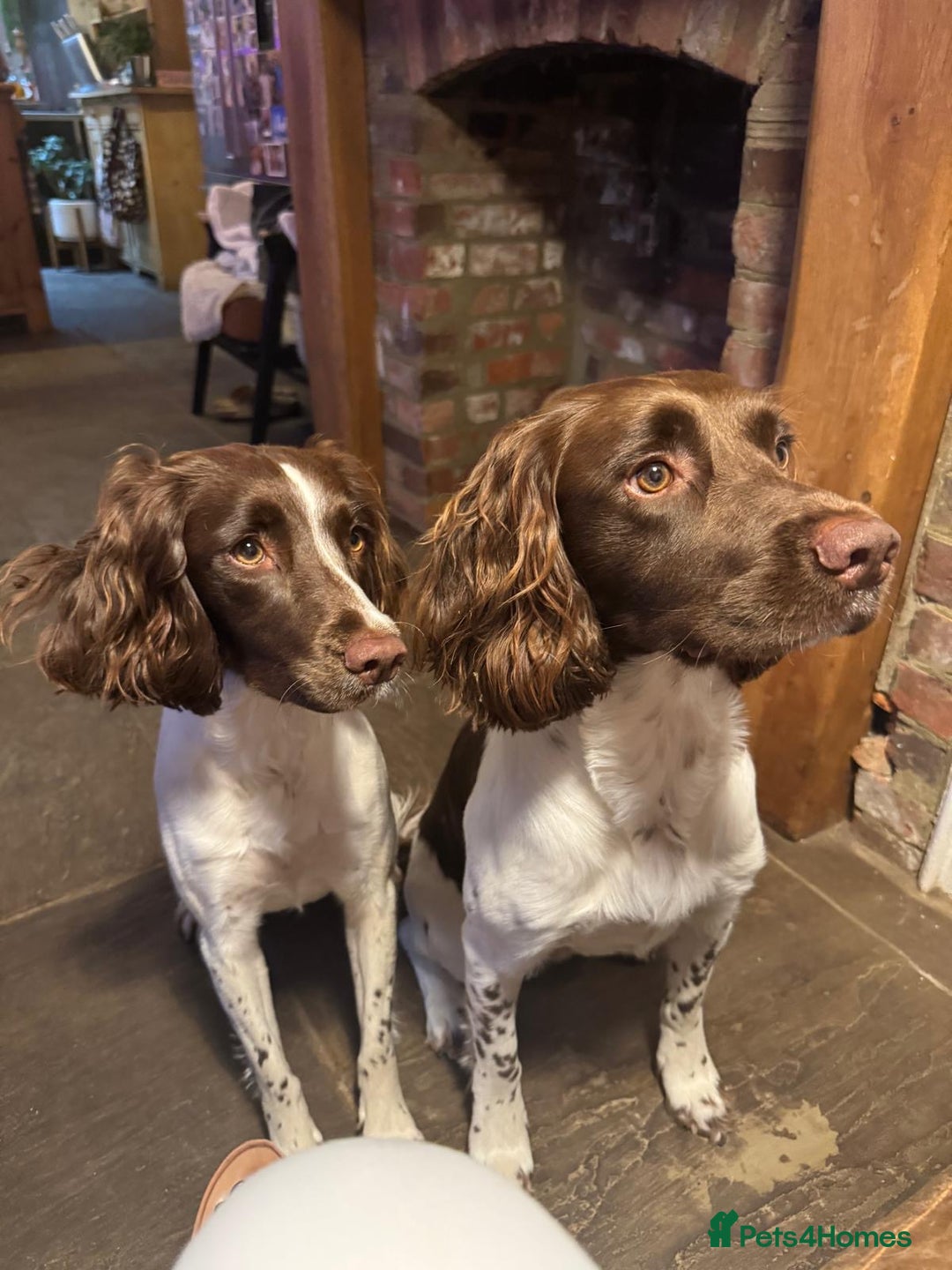 English Springer Spaniel dogs for sale: KC registered Springer Spainel  - Advert 3