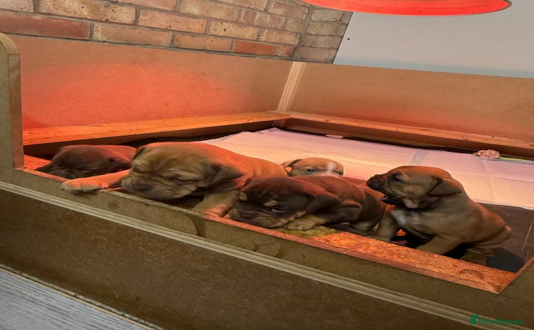 Mixed Breed dogs - Advert 1