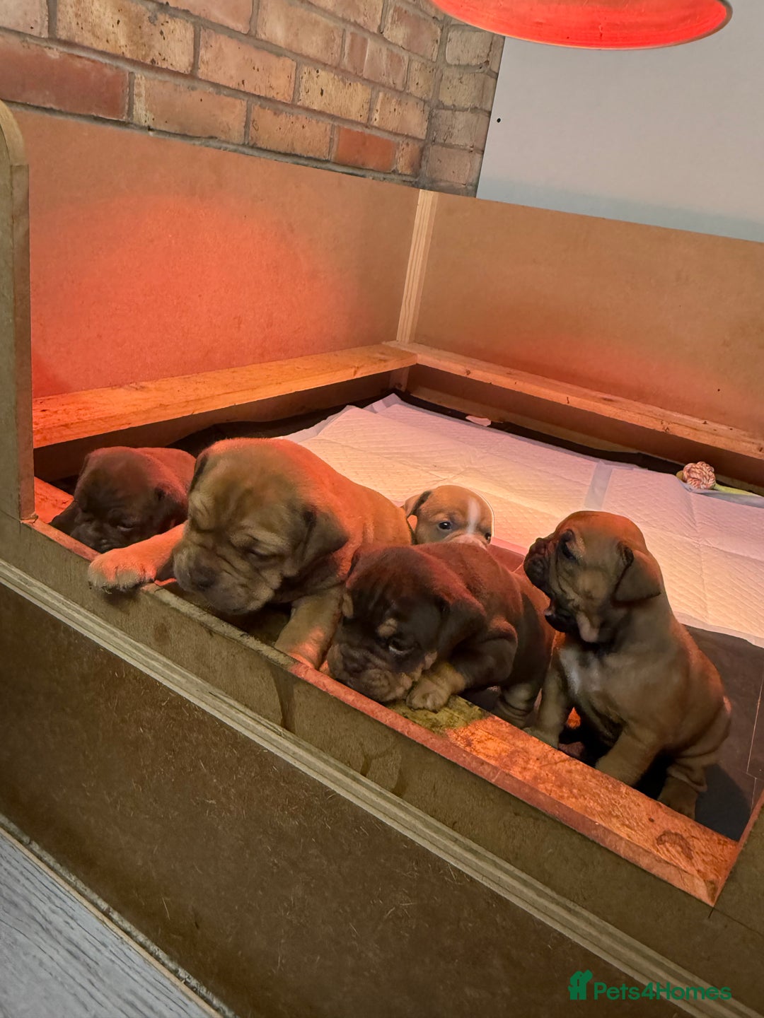 Mixed Breed dogs for sale: Bulldog de Bordeaux  - Image 1