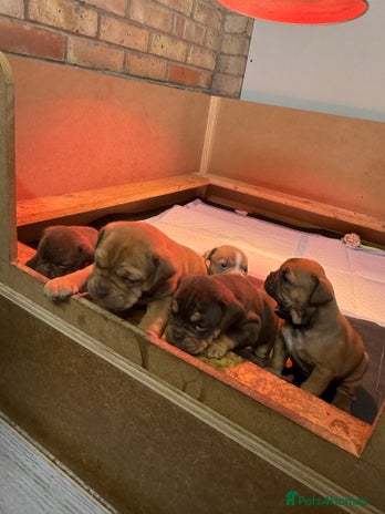Mixed Breed dogs - Advert 2
