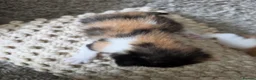 Mixed Breed cats for sale: look at all those tiny fluffballs!  - Advert 7