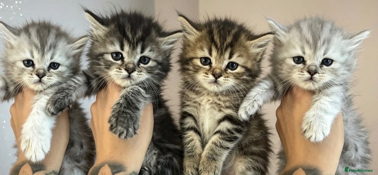Maine Coon cats 5 Maine coon cross Persian - Advert 17