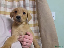 Labrador Retriever dogs - Advert 1