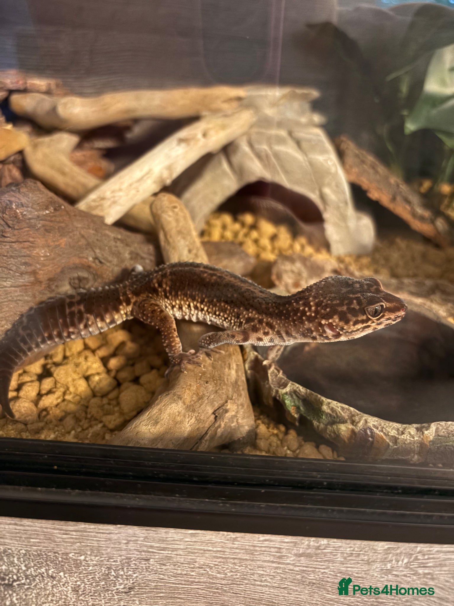 Leopard Gecko reptiles Leopard Gecko Black Knight Grade B with Full Setup - Advert 1